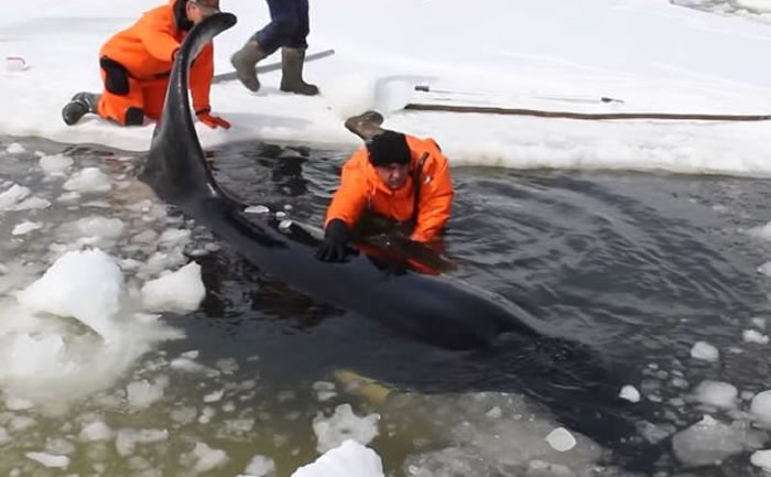 俄罗斯鄂霍次克海4只虎鲸被困充满冰与岩石的浅湾 人狗奋力营救8小时