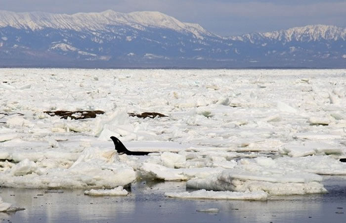俄罗斯鄂霍次克海4只虎鲸被困充满冰与岩石的浅湾 人狗奋力营救8小时