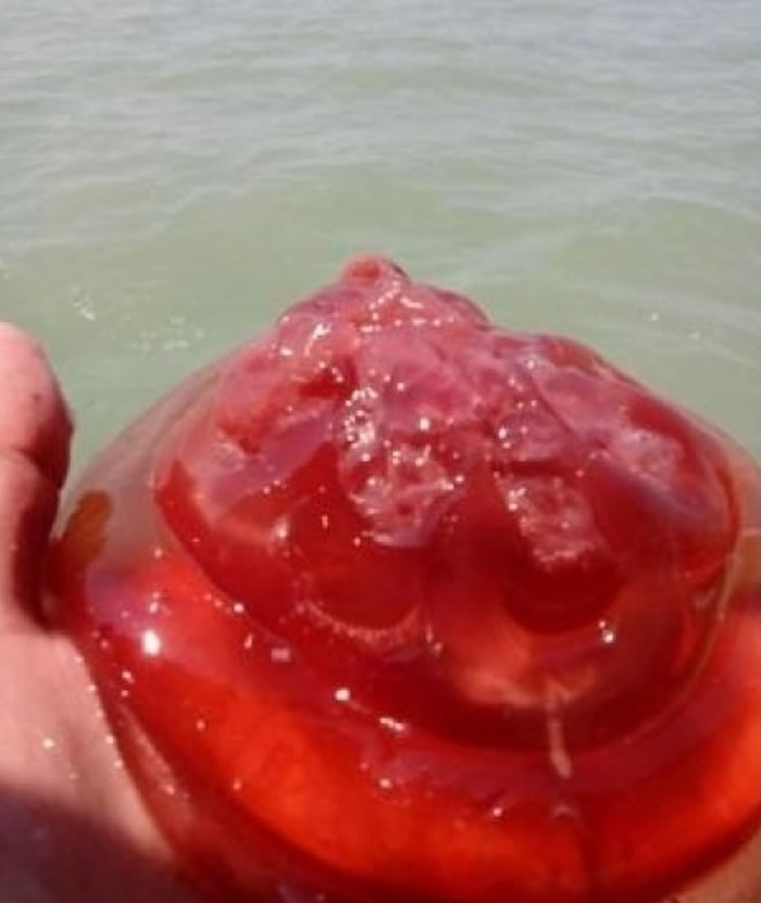 吉胆岛惊现红色水母。