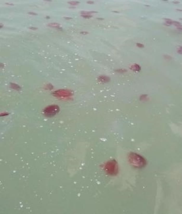 红色水母的来历目前依然不明。