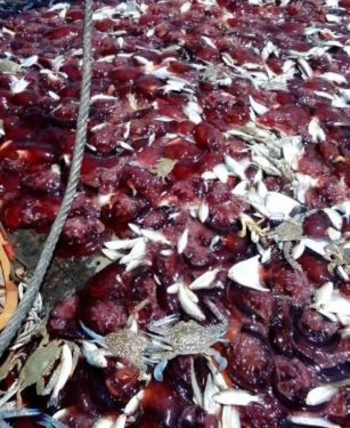 渔民捕鱼拖网时,拖上一大堆的红色水母。