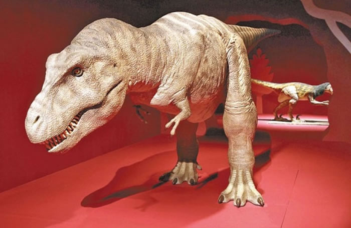 专家指暴龙这种肉食恐龙的数目亦渐渐减少。