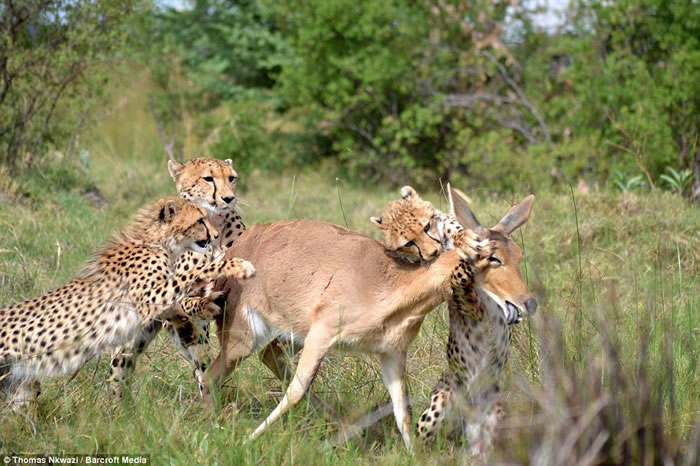 非洲博茨瓦纳莫瑞米野生动物保护区猎豹妈妈教