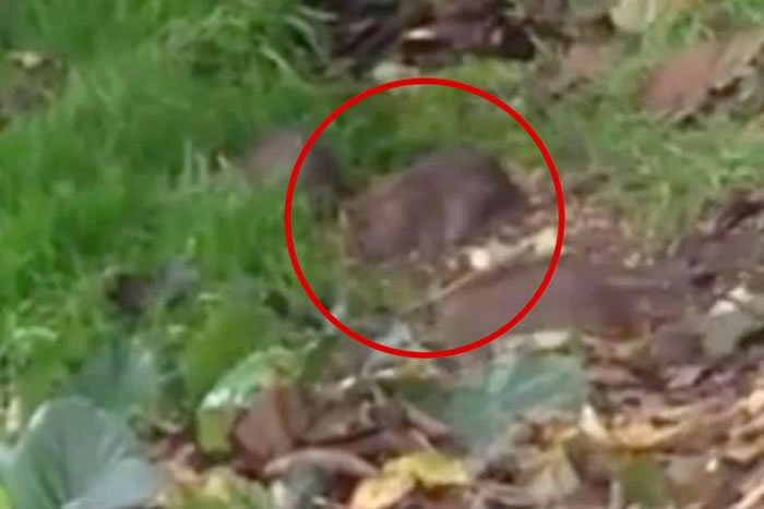 ھιʳǻ ӢϰնؼֻͥΧ