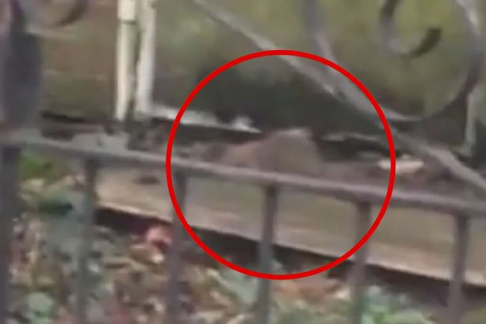 ھιʳǻ ӢϰնؼֻͥΧ