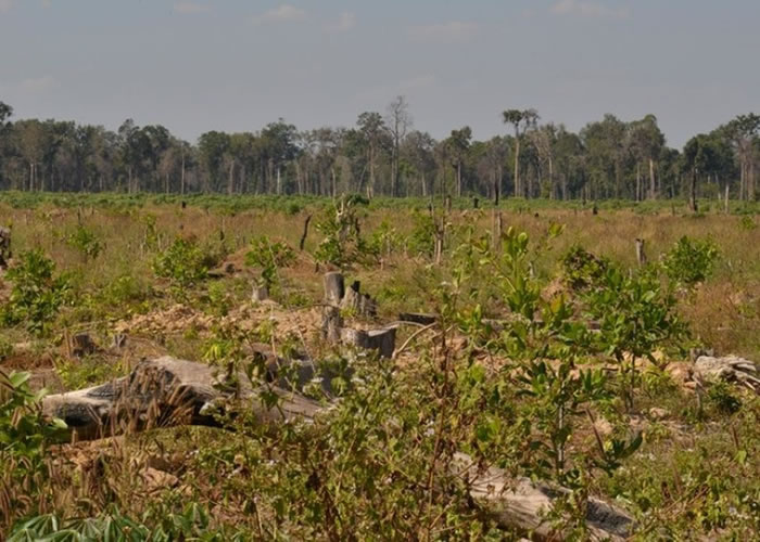 柬埔寨森林被非法过度伐木。