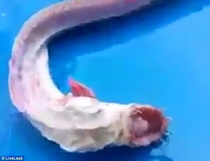 泰国渔民捕获苍白尖齿怪鱼