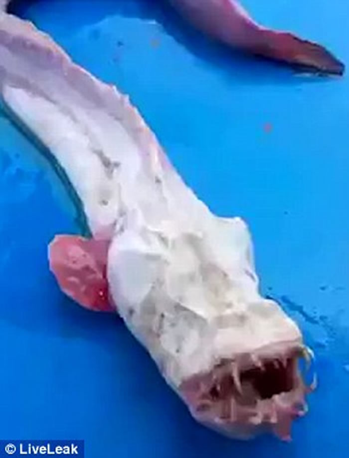 泰国渔民捕获苍白尖齿怪鱼