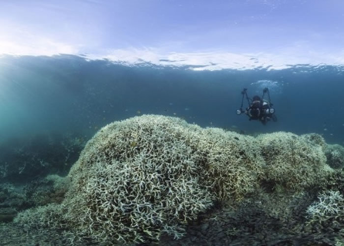 科学家相信,珊瑚白化现象是现代才出现。