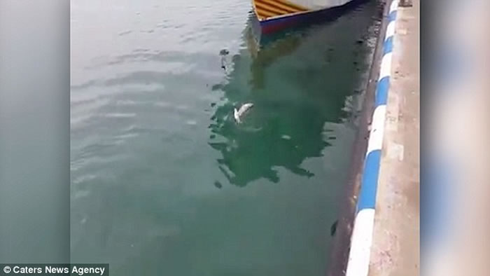 西班牙一只海鸥为争食差点被吞拿鱼吃掉