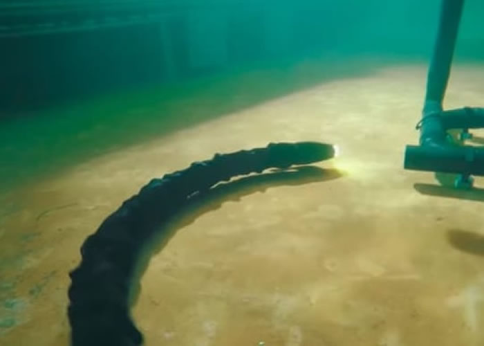 Eelume是一款蛇形机器人,可在水底执行任务。