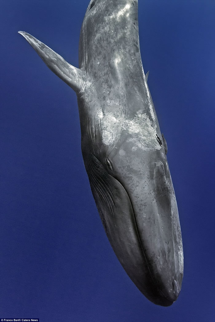 观众可自定义解说与实时投票参与