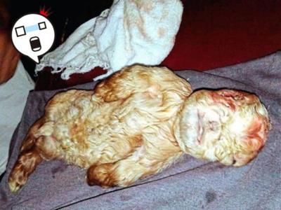 浙江村民吃了捕获的一人高大鱼 山体滑坡现鱼