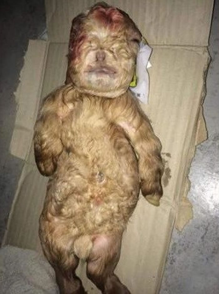 ����ĸ�����¡�����С�� ���ǡ���֫�̳�����ز��