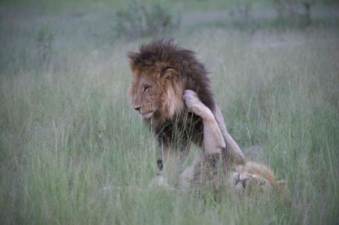 �������ǲ��ֵ���������ëĸʨ�� PHOTOGRAPH BY NICOLE CAMBRE, REX, SHUTTERSTOCK