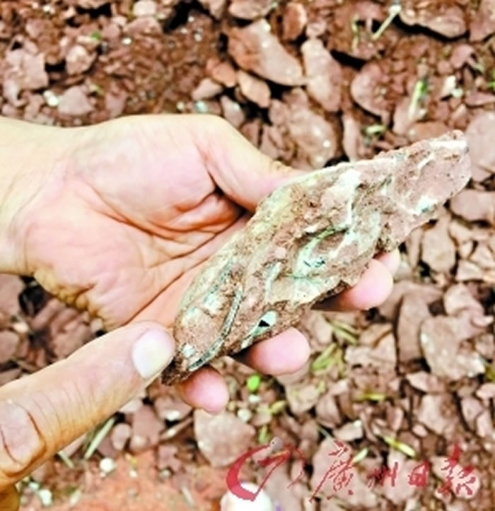 广东山水工地发现恐龙蛋化石 7000万年前或是恐龙之乡
