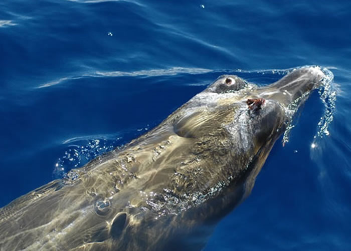 在众多的臆测中,“不明生物”的外形与“柏氏中喙鲸”最为近似。