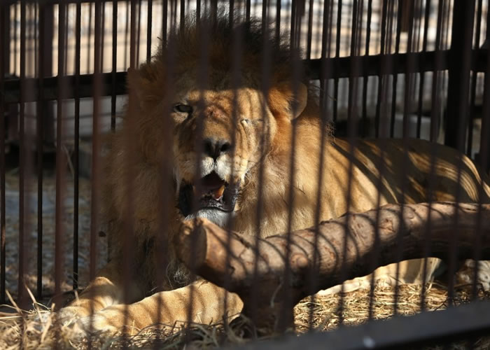 获救的狮子有些眼睛瞎了。