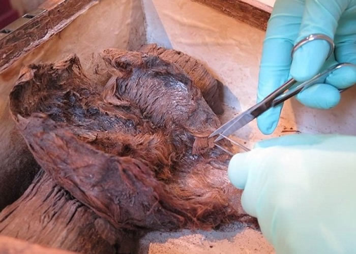 该撮头发已有逾3000年历史。