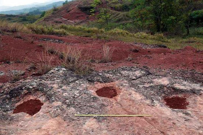 大型鸭嘴龙类脚印化石。(来源:大洋网 王申娜摄)