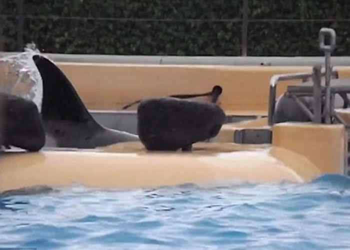 摩根(图左)不断撞向大闸。