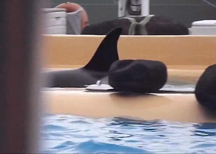 园方指摩根的行为正常。