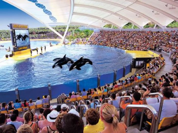 鹦鹉公园的杀人鲸表演吸引不少游客。