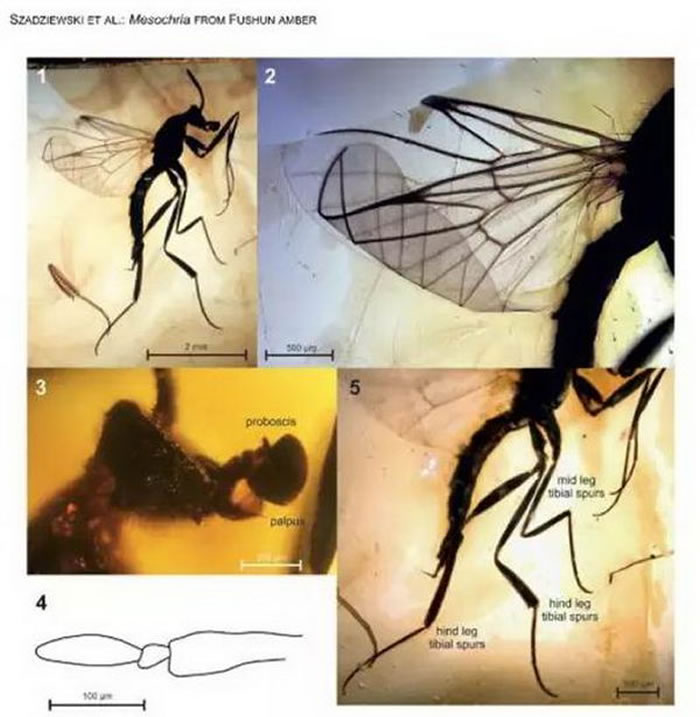 抚顺琥珀中发现新物种“范氏中殊蠓”