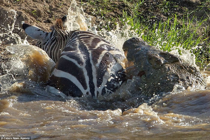 ���޿��������Ͱ������������ ������ҧ��������