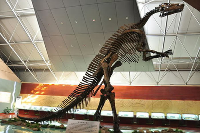 英国吉尼斯将“世界最高大的鸭嘴龙骨架”世界纪录认证证书授予中国“巨大诸城龙”