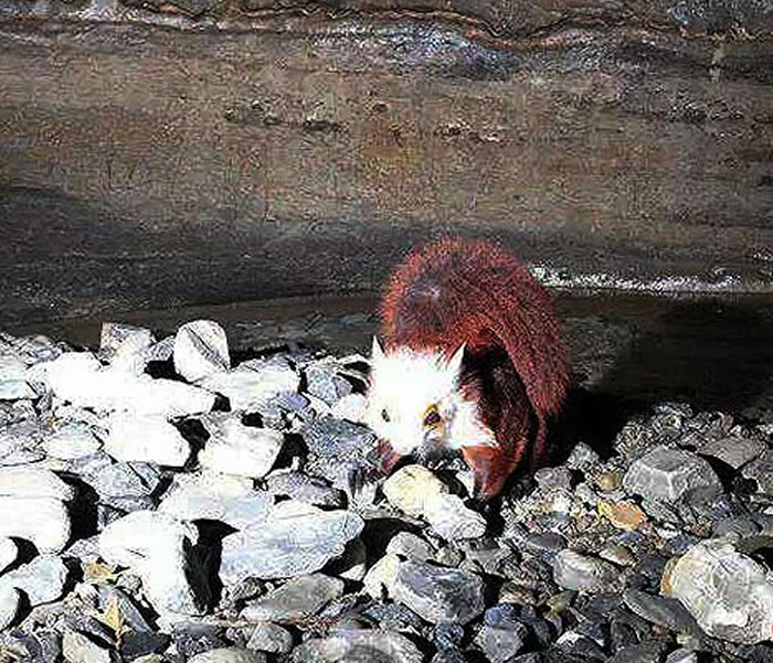 贵州绥阳县双河洞洞穴科考发现“天使猫”——飞猫