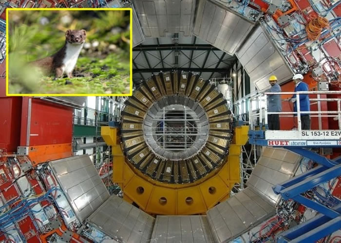 CERNĴǿӶײͼΪСͼҧøѹߣµͣάޡ