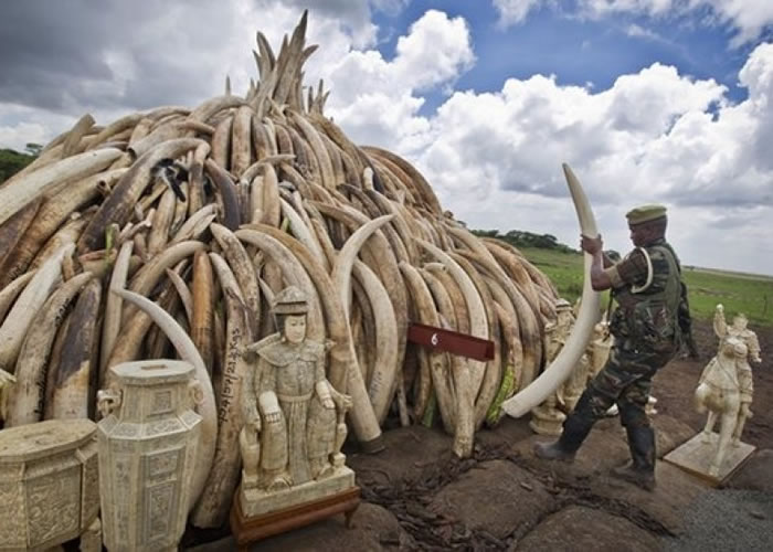 ȫ��ʷ�Ϲ�ģ��� �������ջ�105������