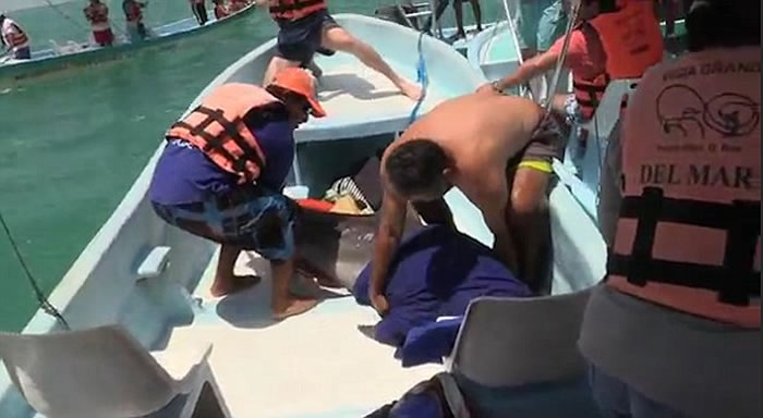墨西哥海豚突然跳上观光艇吓坏游客