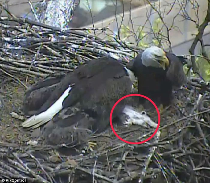 美国白头鹰擒获一只猫 带到鸟巢将它分给小鹰吃