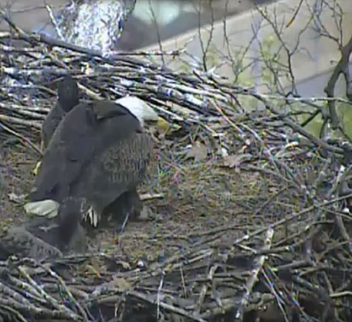 美国白头鹰擒获一只猫 带到鸟巢将它分给小鹰吃