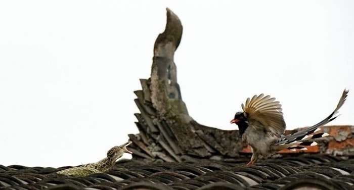 ��������ȵ�����ڲ�Զ��������������һ�ţ��������ţ����÷������ơ�