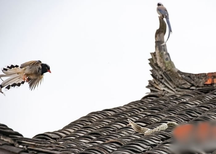 ��ֻ���໥��ϣ�������ս��������һֻ���ģ����Ϊ�׺ݡ�