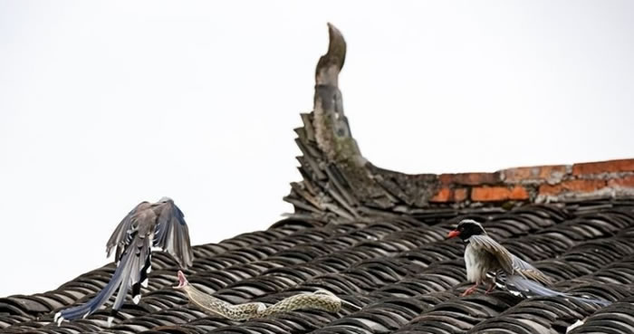 ����������Ӧս��