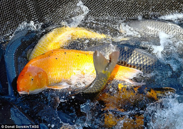 澳洲南部莫瑞河遭到上百万条欧洲鲤鱼入侵 政府施放疱疹病毒杀鱼