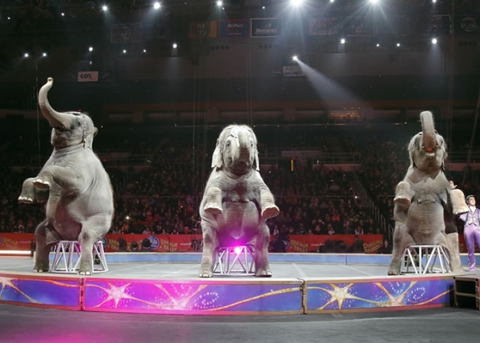 大象坐下来,提前两只前脚。