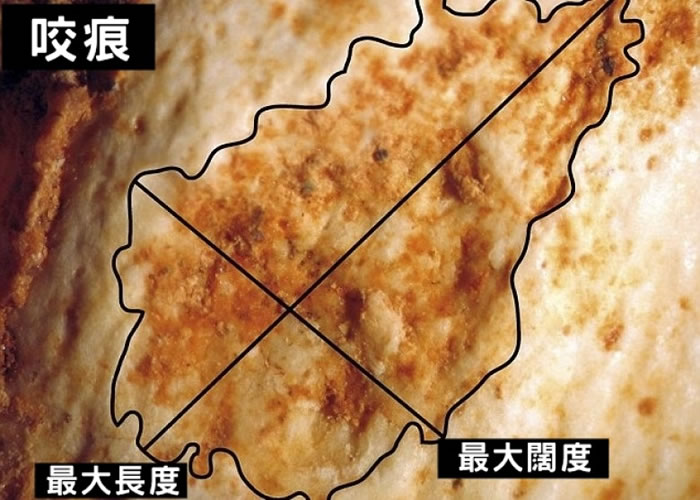 研究人员分析股骨上的咬痕。