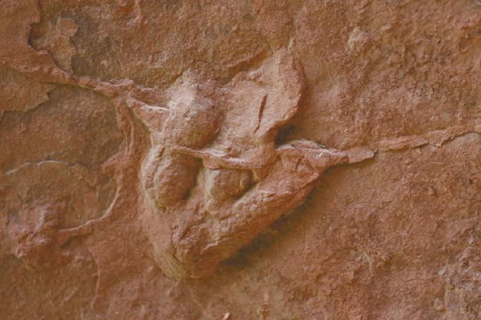 保存完整的恐龙足迹