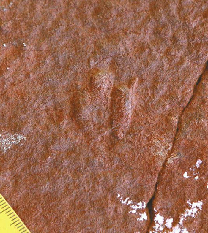 最小的恐龙足迹