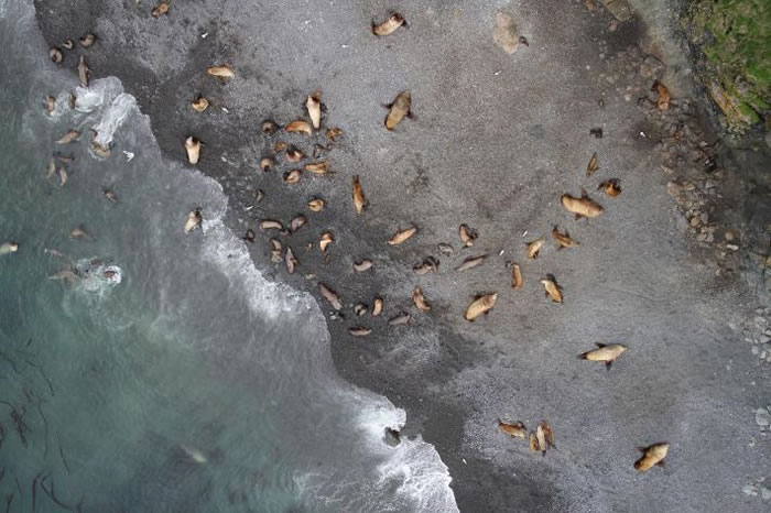 阿拉斯加阿图岛兰格尔角上,一台APH-22六轴无人机从60公尺的高空中捕捉北海狮群栖。由于有些地区天候恶劣,一般飞机无法进行调查,因此美国海洋与大气总署渔业局就