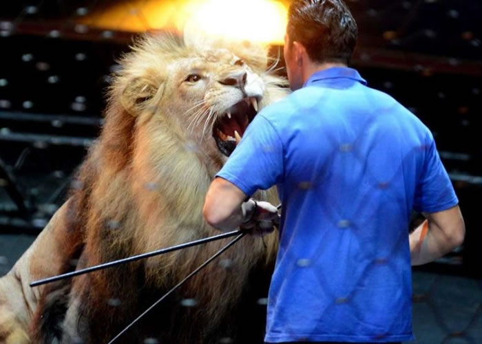 ��������ѵ��ʨ�ӵ����Ͷ��