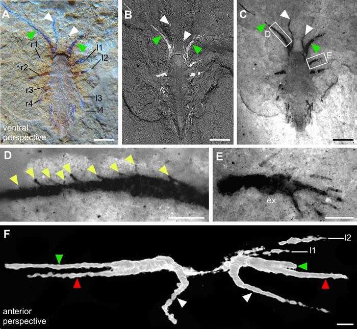 ͼ22׳׳걾ͬʽA: ͨѧB: ɨ羵CCE: ӫ΢F΢CT񣩡ߣACC, 0.5
