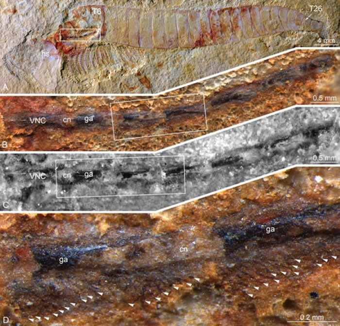 СʯӻʯĸɺChengjiangocaris  kunmingensisиǳɫ״ṹϸԵ񾭣ɫͷʾ