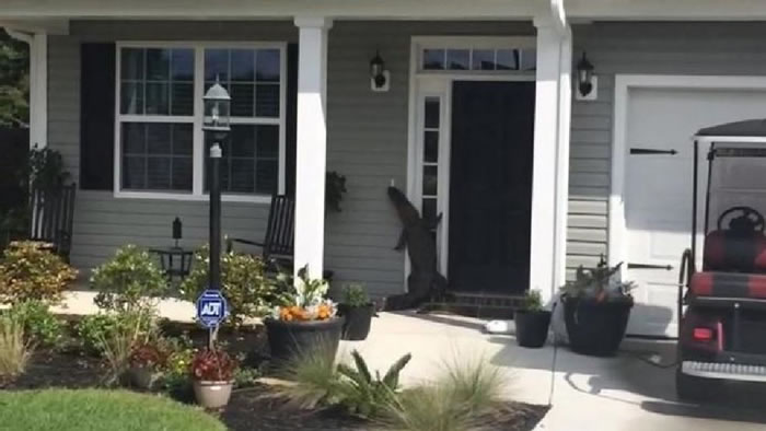 拍到罕见一幕:美国一只鳄鱼竟然走到某户人家前起身敲门
