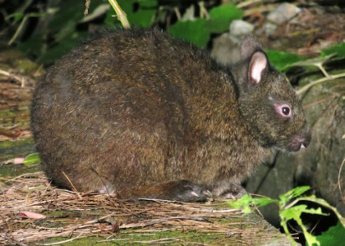 为保护琉球兔(图),当局为岛上流浪猫绝育。